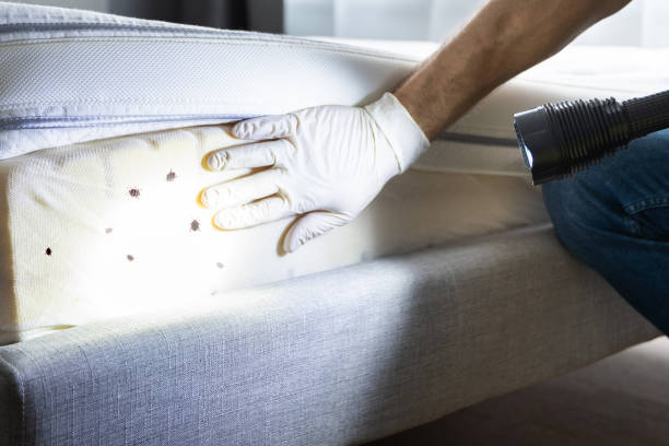 Best Wasp Removal Services  in Fernley, NV
