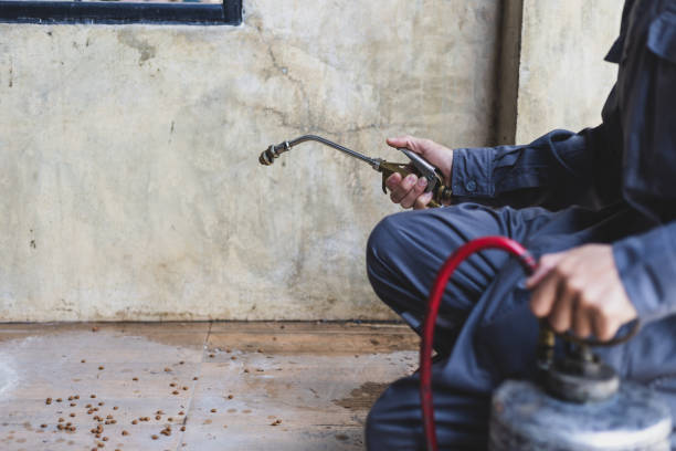 Best Wasp Removal Services  in Fernley, NV